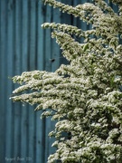 15th Apr 2023 - Spiraea nipponica snowmound 