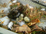 15th Apr 2023 - Nest with Eggs in Gutter 