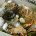 Nest with Eggs in Gutter  by sfeldphotos
