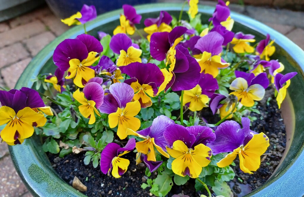 Pansies by busylady