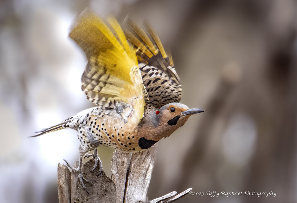 Northern Flicker Takes Off by taffy