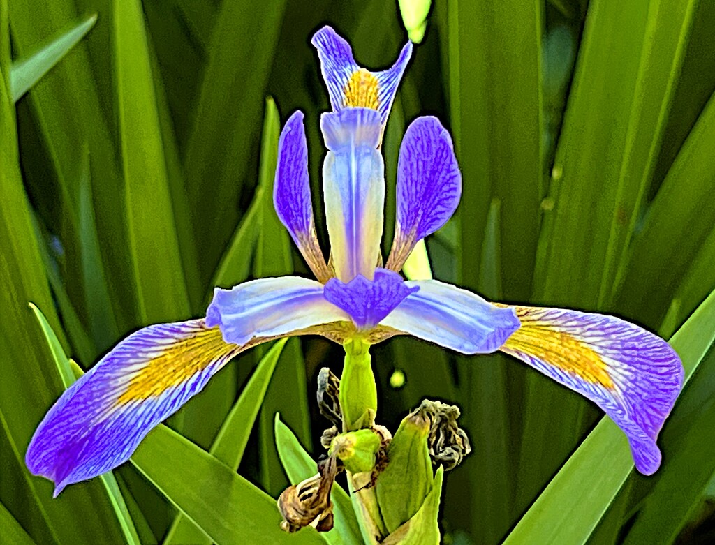 Iris, Queen of Flowers by congaree