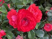 15th Apr 2023 - Brilliant red roses