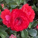Brilliant red roses by congaree