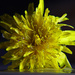 Day 105: Dandelion After The Rain by sheilalorson