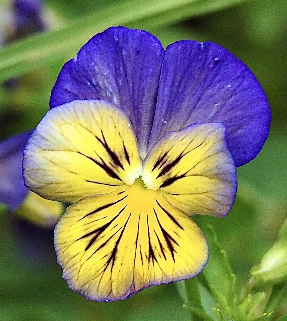 Pansy  by Dawn