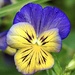 Pansy  by Dawn