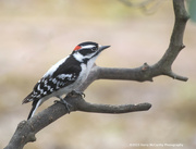 15th Apr 2023 - Male Downy Woodpecker
