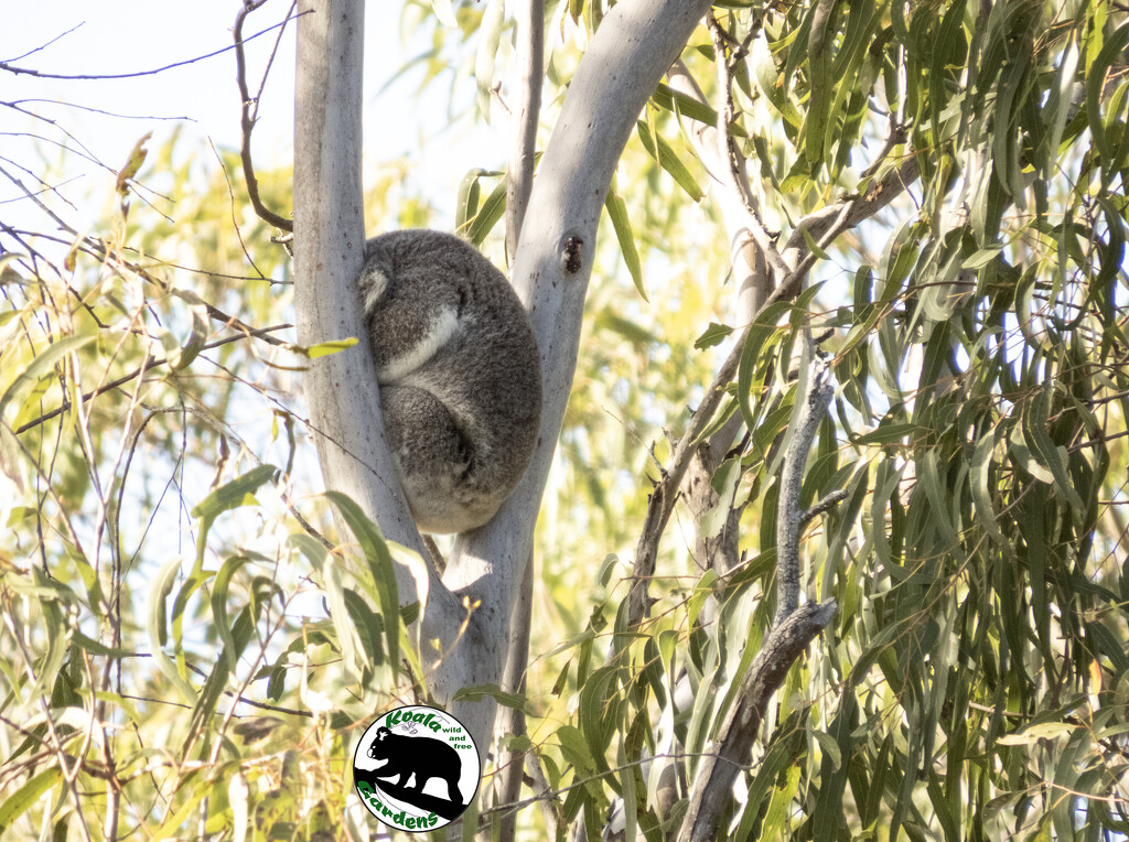 I spy  by koalagardens