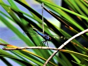 16th Apr 2023 - Blue Dragonfly ~ 