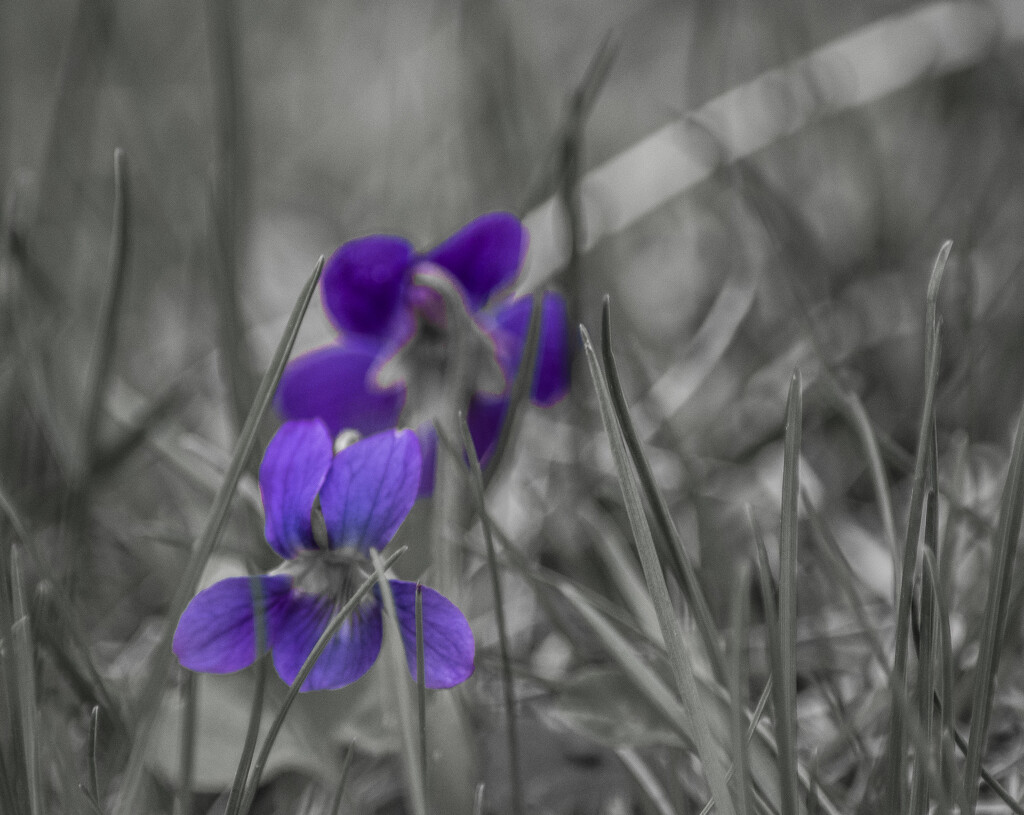 flower_1 by darchibald