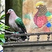 Posing pigeon by tinley23