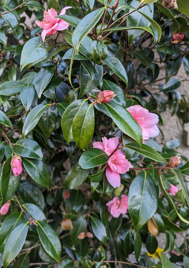 Camellia blossom  by sarah19