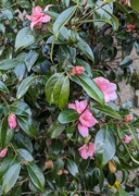 15th Apr 2023 - Camellia blossom 