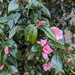 Camellia blossom  by sarah19