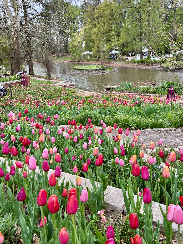 Tulip Festival by 2022julieg
