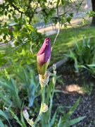 14th Apr 2023 - Beautiful iris bud!