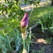 Beautiful iris bud! by bellasmom