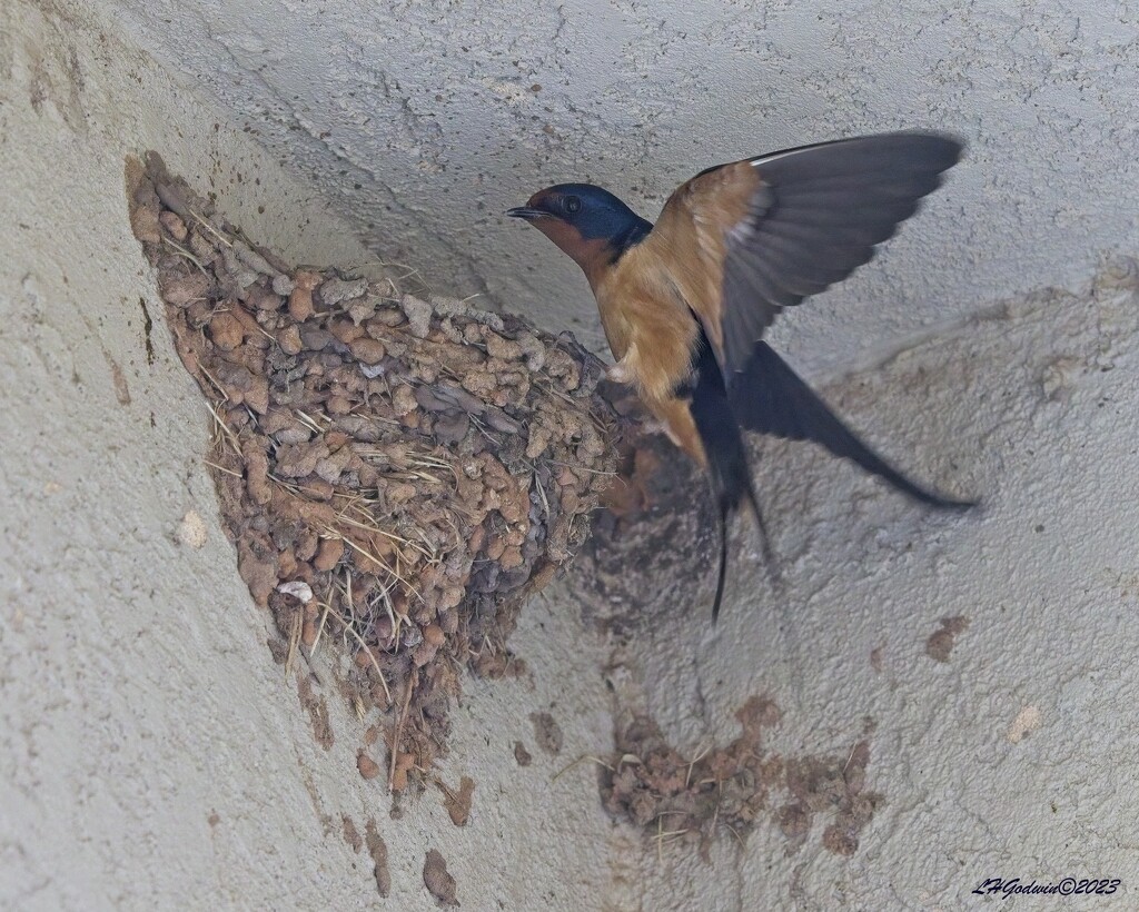 LHG_0928Barn Swallow nesting by rontu