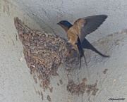 15th Apr 2023 - LHG_0928Barn Swallow nesting
