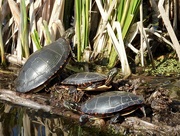 15th Apr 2023 - turtles, sunning