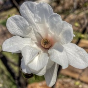 15th Apr 2023 - Tender Magnolia 