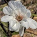 Tender Magnolia  by eahopp