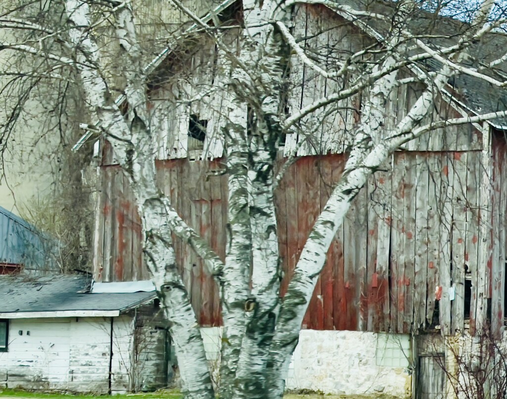 Birch Barn by eahopp