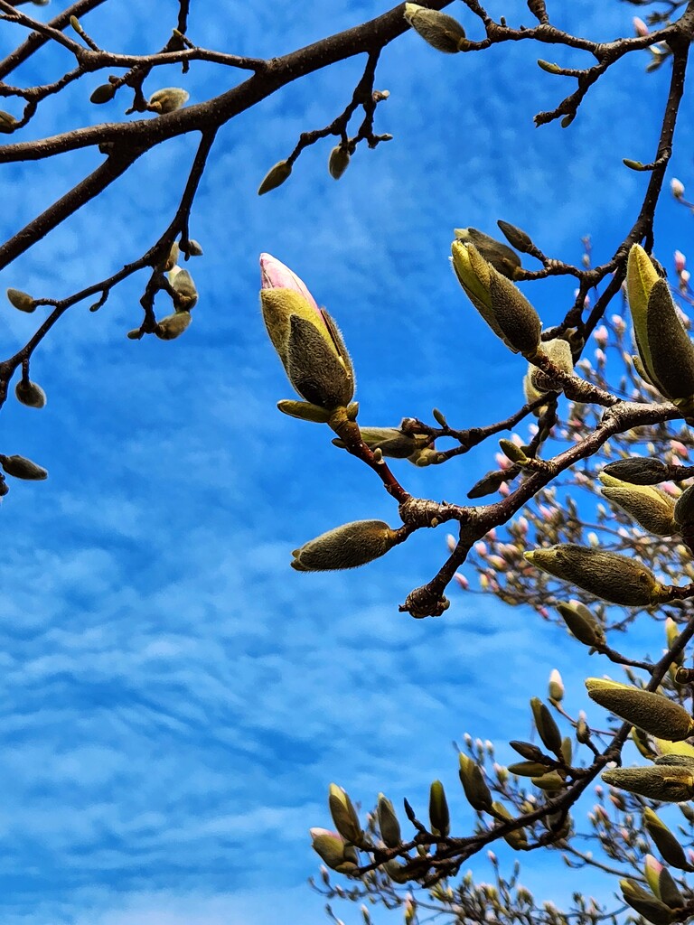 Magnolias are coming by ljmanning