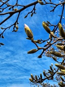 15th Apr 2023 - Magnolias are coming