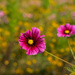 Wildflowers  by brigette