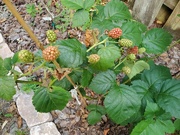 13th Apr 2023 - Blackberries