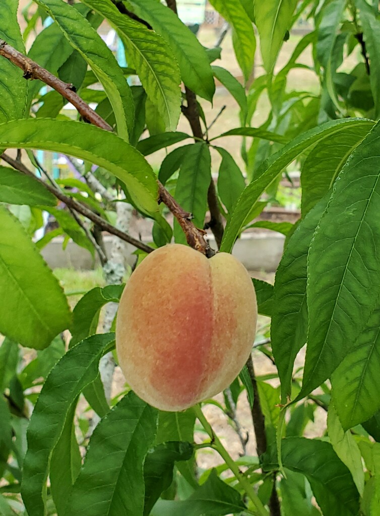 Peachy by mimiducky
