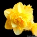 Daffodil head by stuart46