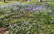 15th Apr 2023 - Anemonie Flowers
