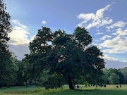 16th Apr 2023 - Sentinel oak 