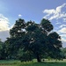 Sentinel oak  by congaree