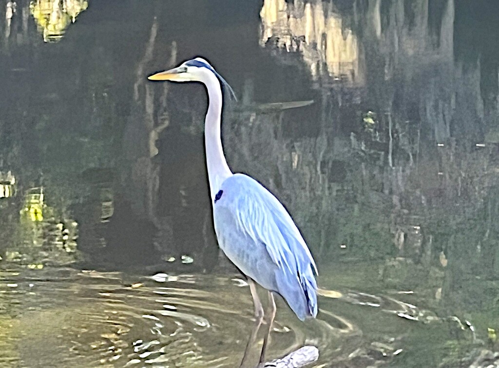 Great blue heron by congaree