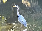 16th Apr 2023 - Great blue heron