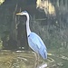 Great blue heron by congaree