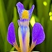 Iris by congaree