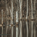 Pond Reflections by pamalama