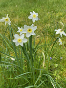 14th Apr 2023 - Small Narcissus
