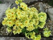 16th Apr 2023 - Yellow primroses.