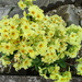 Yellow primroses. by grace55