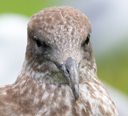 24th Jan 2023 - Herring Gulls - taking it easy but keeping an eye on me