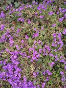 16th Apr 2023 - Purple flowers