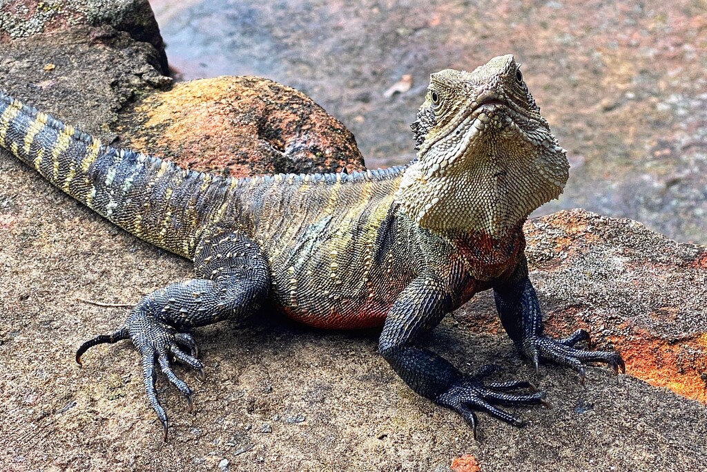 Our local Eastern Water Dragon by johnfalconer