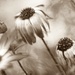 Senetti series: Sepia flowers...... by ziggy77