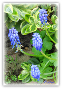 16th Apr 2023 - Grape Hyacinth 